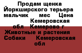 Продам щенка Йоркширского терьера.(мальчик)  1 мес. › Цена ­ 10 000 - Кемеровская обл., Кемерово г. Животные и растения » Собаки   . Кемеровская обл.